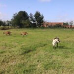 Imagen de algunos animales de la granja del CAJ en específico cabras, donde también se ven al fondo terneros y parte del bosque del colegio.